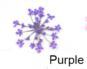 Real Dried Flower - Lace Flower, Snow Bead Flower